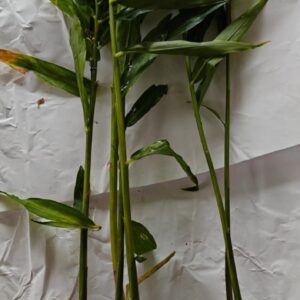 Ginger Leaves with Rhizome
