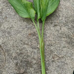 Turmeric Leaves with Rhizome